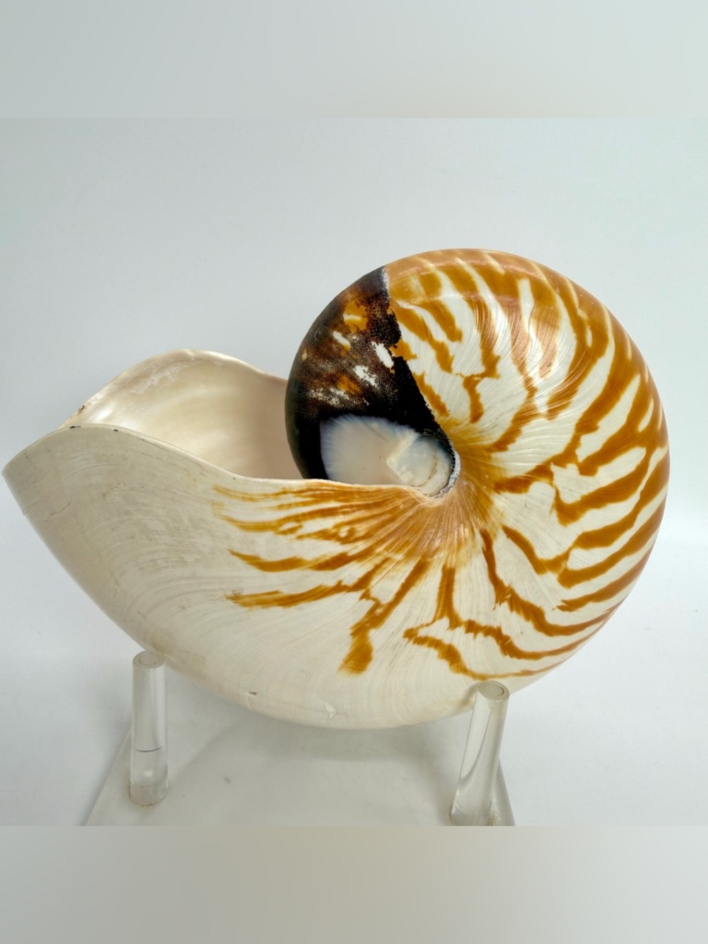 6” Nautilus Shell Tiger Striped Coastal Decor Accent READ Description - Picture 3 of 15